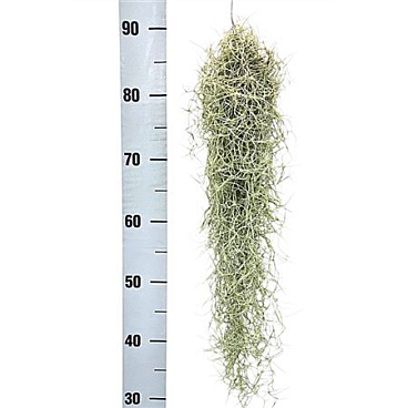 Tillandsia Usneoidus X6