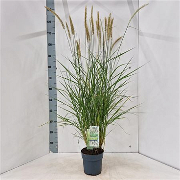 Pennisetum Orientale Fairy Tails