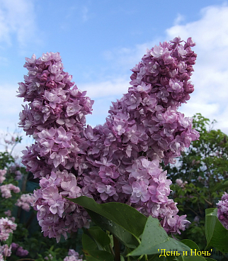 Сирень обыкновенная День И Ночь