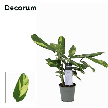 Calathea Pilosa (decorum)