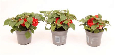 Impatiens Glimmer Double Bright Red