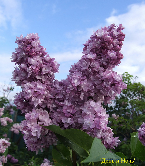Сирень обыкновенная День И Ночь