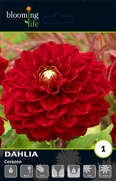 Георгина декоративная Корасон