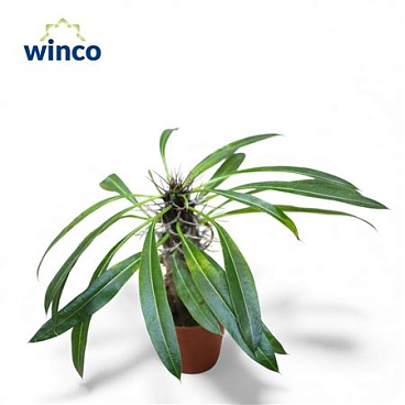 Pachypodium Lamerei