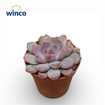 Echeveria Monroe