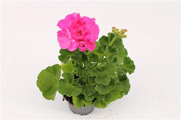 Pelargonium Zon Hurricane