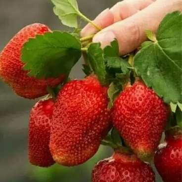 Земляника Надежда