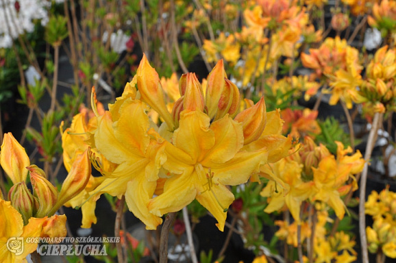 Азалия нэп-хилл Голден Лайтс