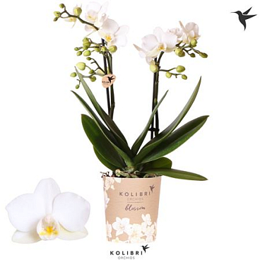 Phal 2st Blossom Zurich 30+ (ok)