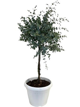Eucalyptus Gunnii On Spiral Stem