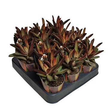 Kalanchoe Tomentosa Chocolate Soldier Potcover