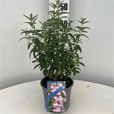 Caryopteris Stephi ('lissteph'pbr)