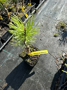 Сосна горная Альбоспиката Домшке