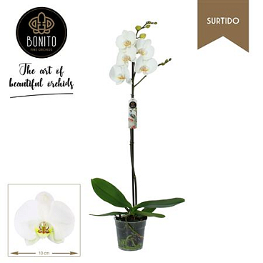 Phal 1st White 9+ (bonito)