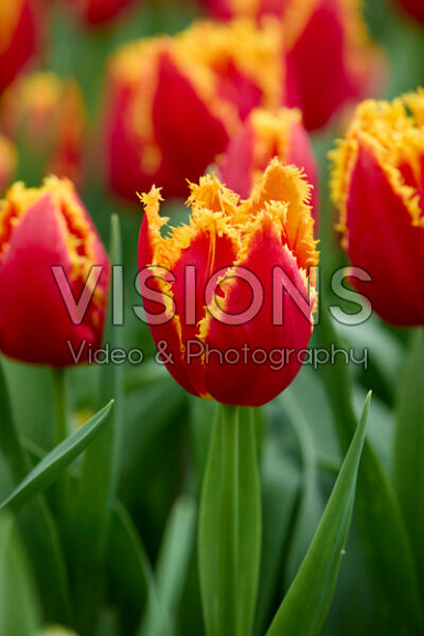 Тюльпан бахромчатый Фабио