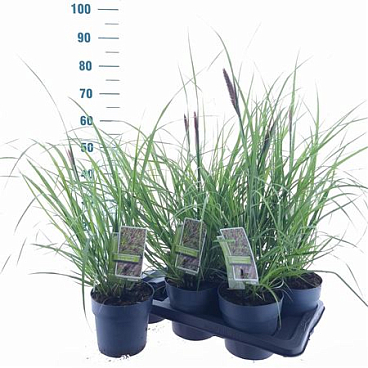 Pennisetum Alopecuroides Black Beauty