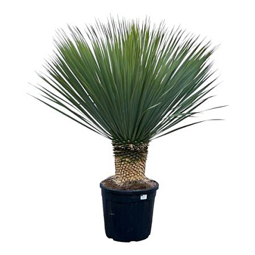 Yucca Rostrata P45 130cm