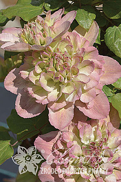 Клематис гибридный Пистачио Кейк