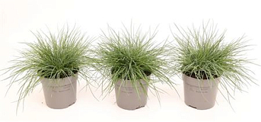 Festuca Glauca Eisvogel