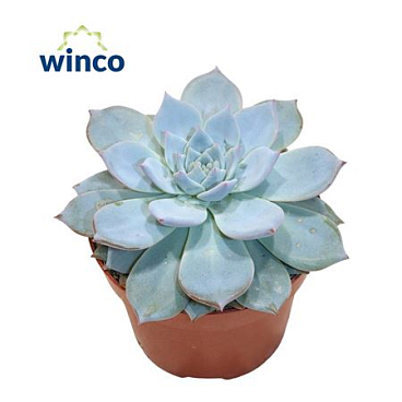Echeveria Blue Bird