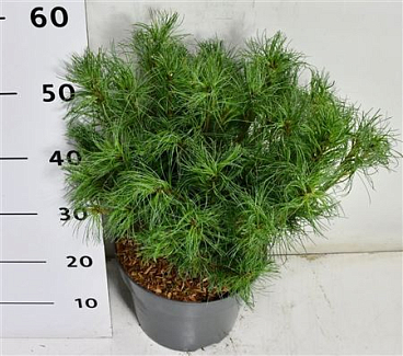 Pinus Strobus Tiny Kurls
