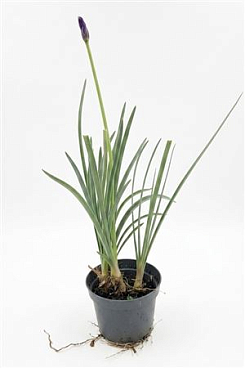 Tulbaghia Violacea