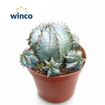 Euphorbia Horrida Alba.