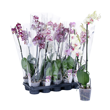 Фаленопсис Микс 2 ст а2