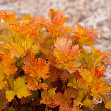 Пузыреплодник Эмбер Джубили в тубе