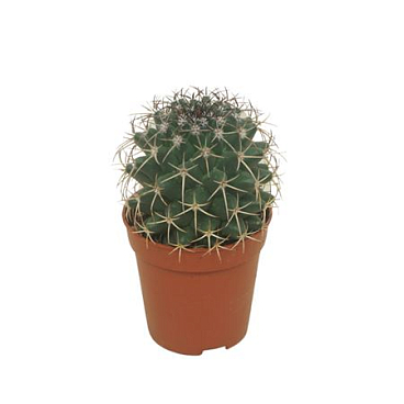 Mammillaria Hildagensis 5,5 Cm