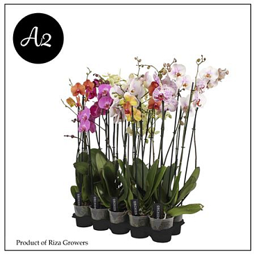 Phal 2st A2 Mix (orchid Growers)