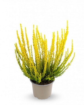 Каллуна обыкновенная Зелда