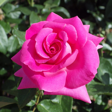 Роза чайно-гибридная Европа