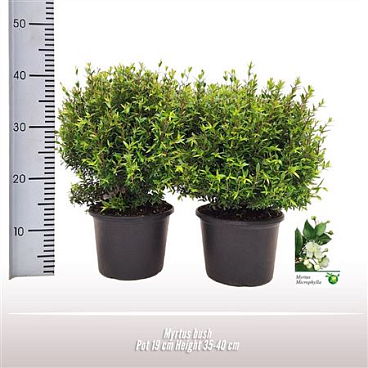 Myrtus Communis Bush