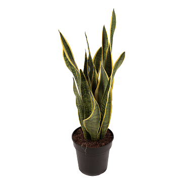 Сансевиерия Лауренти