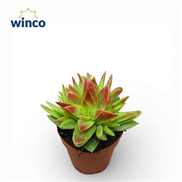 Crassula Capitella