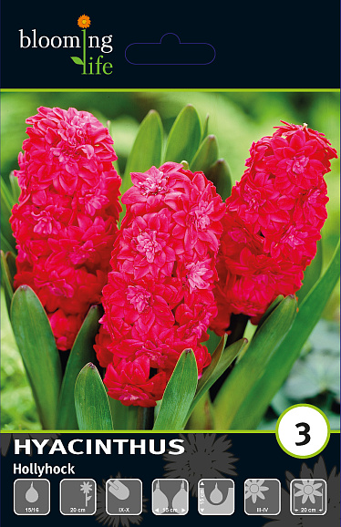 Гиацинт махровый Холлихок