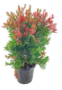 Callistemon Red Rocket