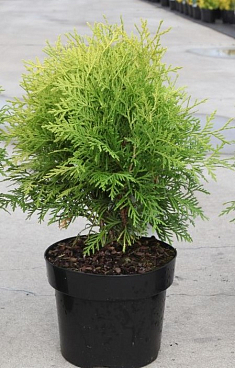 Туя западная Даника Ауреа