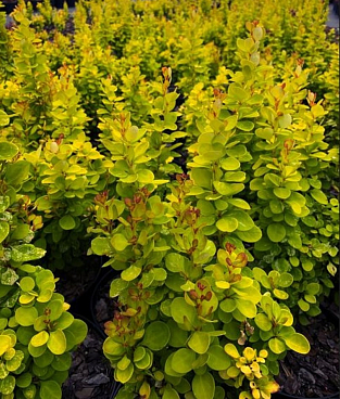 Барбарис тунберга Неон Голд