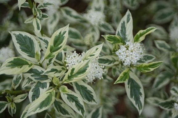 Дерен блестящий Уайт Голд