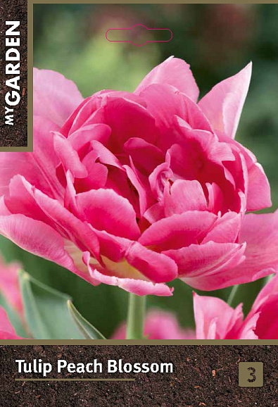 Тюльпан махровый ранний Пич Блоссом