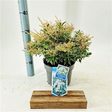 Pieris Jap Variegata