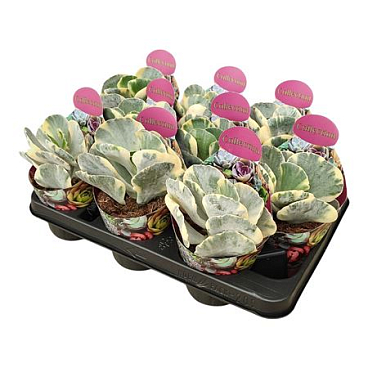 Cotyledon Orbiculata Undulatum Variegato Potcover