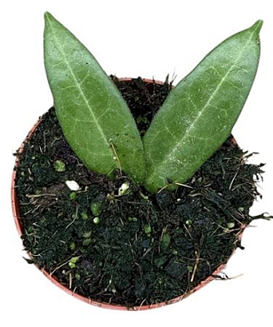 Hoya Hypolasia