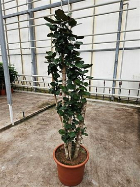Polyscias Fabian
