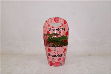 Fragaria Beltran Potcover