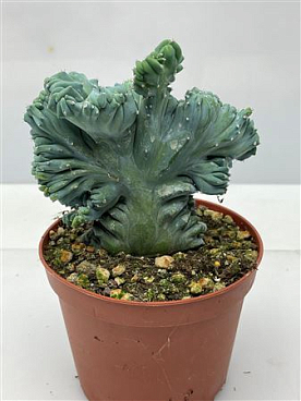 Myrthilocactus Geometrizans