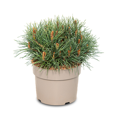 Сосна обыкновенная Шантри Блю