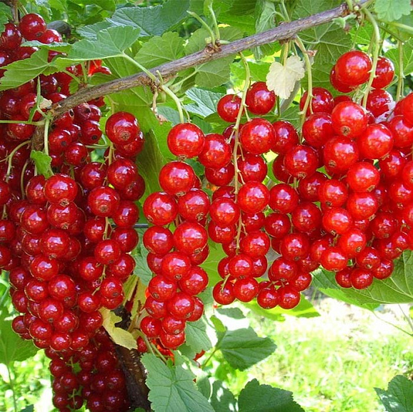 Смородина красная Ролан в тубе